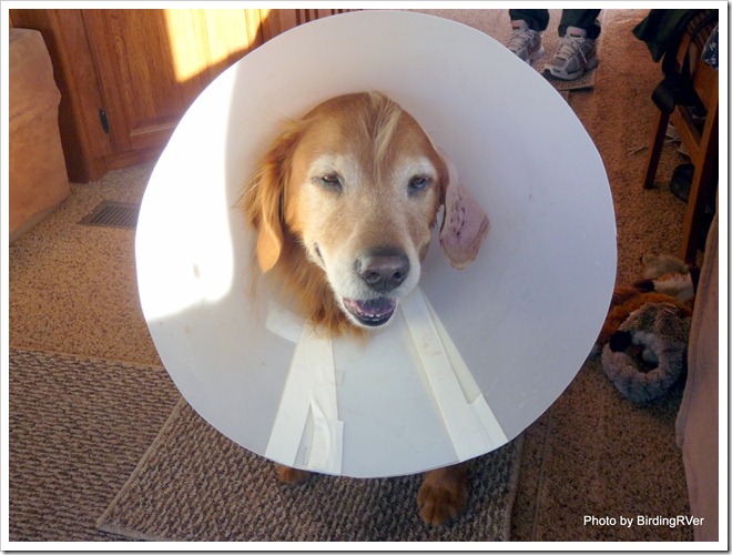 Dog Lethargic Not Eating Bleeding From Nose Dog Lethargic Not Eating Bleeding From Nose